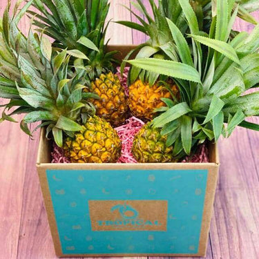 Sweet Baby Pineapple Box